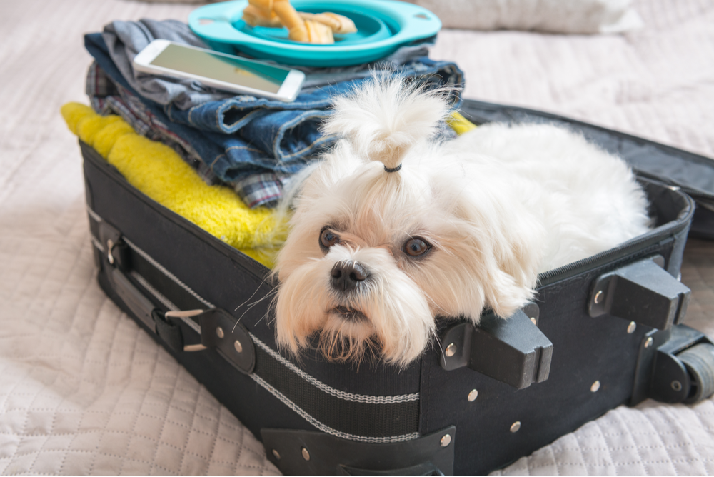Dog Emergency Survival and Travel Backpack Kit - Active Entrepreneur